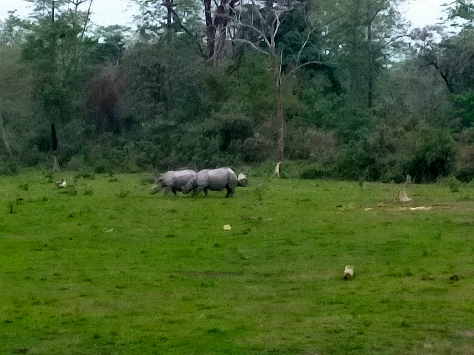 RHINO